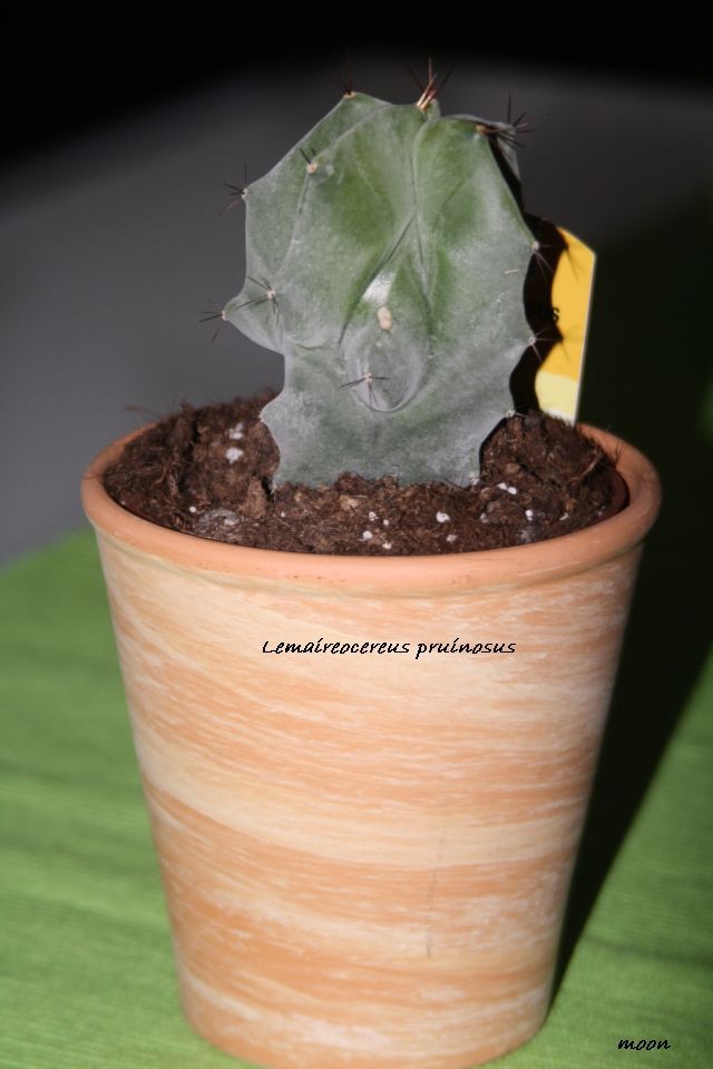 Lemaireocereus pruinosus